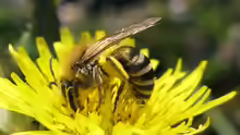 Colletes halophilus