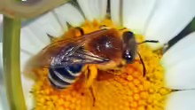 Colletes similis