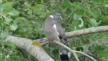 Columba palumbus