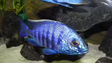 Copadichromis azureus. Der Herrscher