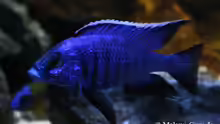 Copadichromis azureus