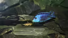 Copadichromis azureus