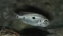 Copadichromis azureus