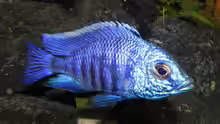 Copadichromis azureus Wildfang. Mr. Autorität