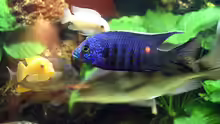 Copadichromis azureus