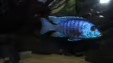 Copadichromis azureus