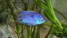 Copadichromis azureus