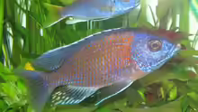 Copadichromis borleyi, kadango (m - 15 cm )