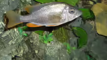 Copadichromis borleyi kadango Female