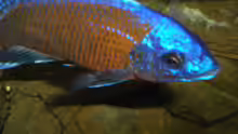 Copadichromis borleyi kadango Male 