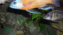 Copadichromis borleyi kadango Male 