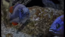 Copadichromis Borleyi Kadango ´Red Fin´ - Mix 5 - ´...Whow...!´