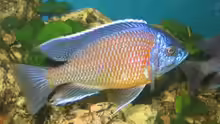 Copadichromis borleyi kadango red fin