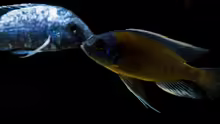 Copadichromis borleyi Kadango zusammen mit einem (unscharfen) Placidochromis phenochilus