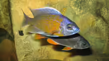 Copadichromis borleyi ´Kadango