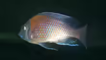 Copadichromis borleyi (Kadango)