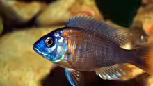 Copadichromis borleyi männlich