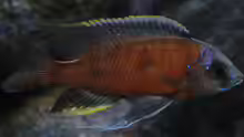 Copadichromis Borleyi Mbenji WF Bock