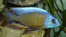 Copadichromis borleyi Nkanda