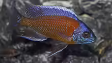 Copadichromis borleyi