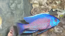 Copadichromis borleyi
