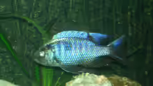 Copadichromis chrysonotus