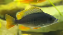 Copadichromis Kadango Weibchen