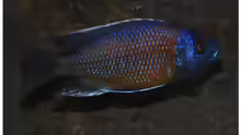 Copadichromis kadango