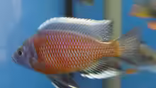 Copadichromis red fin Nachzucht