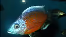 Copadichromis red fin Nachzucht