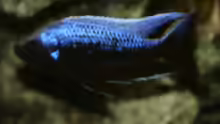 Copadichromis trewavasae