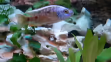 Copadichromis verduyni