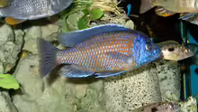Copadiechromis borleyi, Kadango