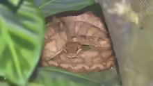 Corallus annulatus