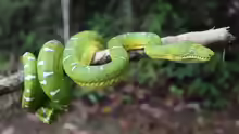 Corallus batesii