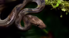 Corallus blombergi