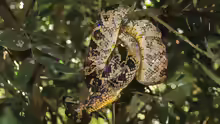 Corallus cropanii