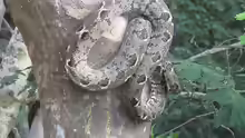 Corallus grenadensis