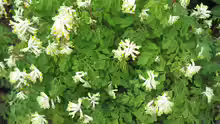 Corydalis ochroleuca