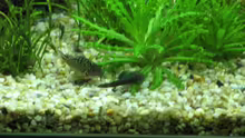 Corydoras naopensis und kleiner Antennenwels