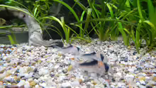 Corydoras adolfoi