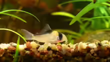 Corydoras adolfoi