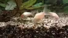 Corydoras aeneus // Albino Panzerwels