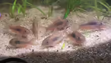 Corydoras aeneus 4,0 cm