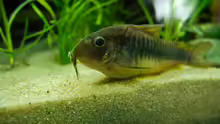 Corydoras aeneus