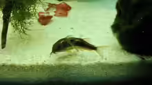Corydoras aeneus
