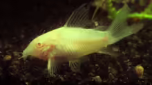 Corydoras aeneus