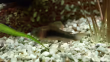 Corydoras aeneus