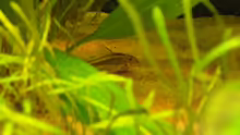 Corydoras aneus ´gold strip´