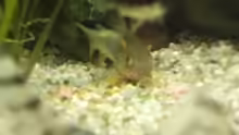 Corydoras goldstrip